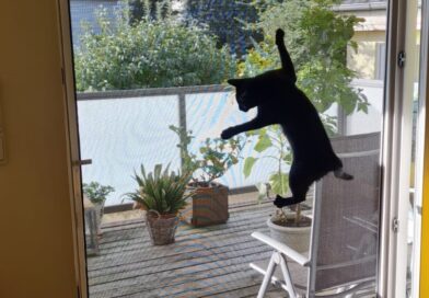 Tierbissfähiger Insektenschutz